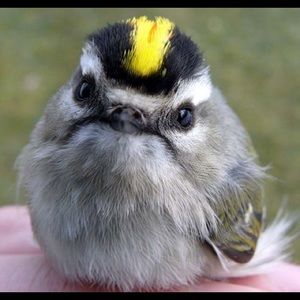 Meet your Posher, Vince